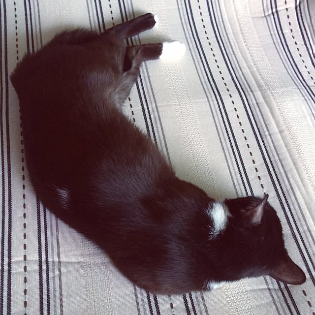kitさんの実例写真