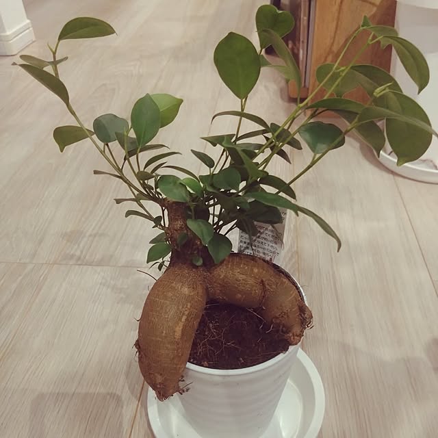 NAOKIさんの部屋