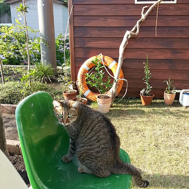 warewa.uminoKoさんの実例写真
