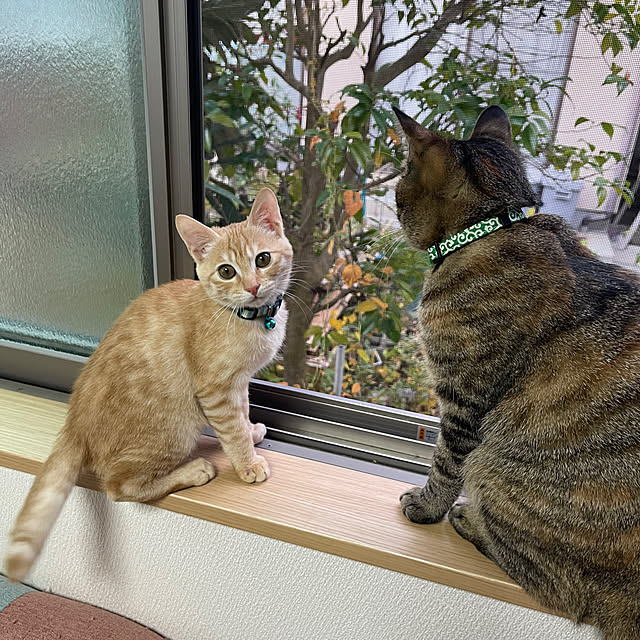 chiiさんの部屋