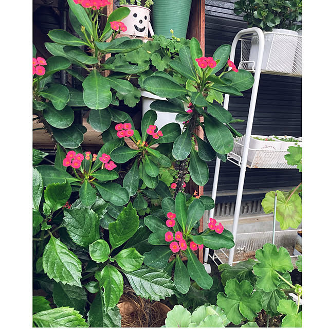 CoCo0617さんの実例写真