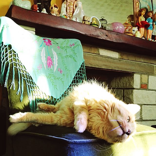 nekohigeさんの実例写真