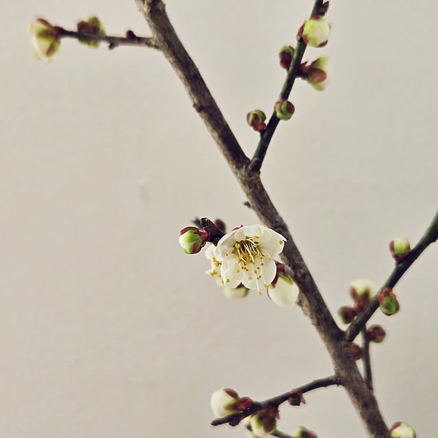 mayumiさんの部屋