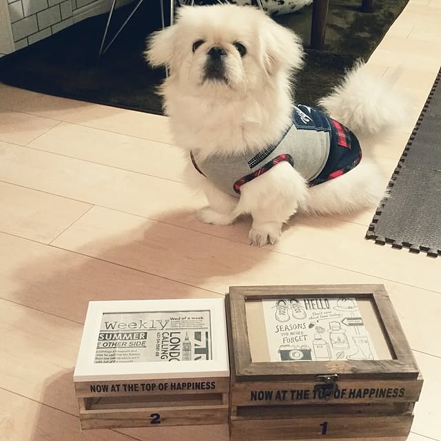 yukagomaさんの実例写真