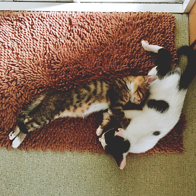 nobikoさんの実例写真