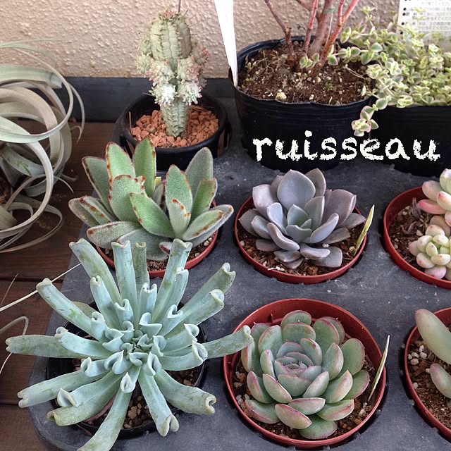 ruisseauさんの実例写真