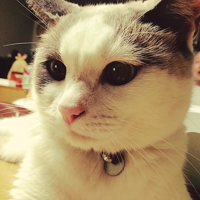 temさんの実例写真