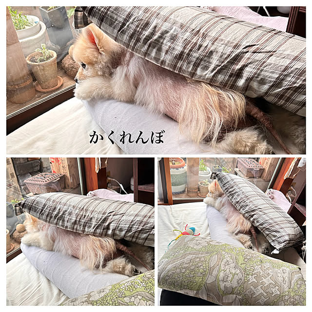 akaidarumaさんの部屋