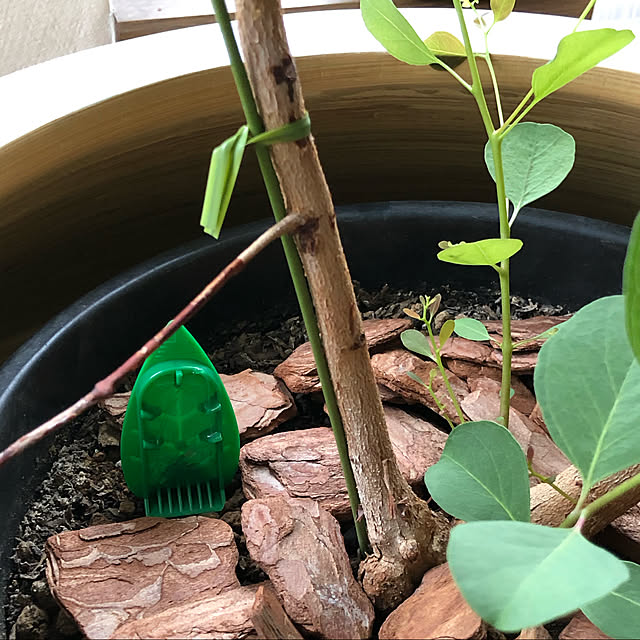 cobbさんの実例写真