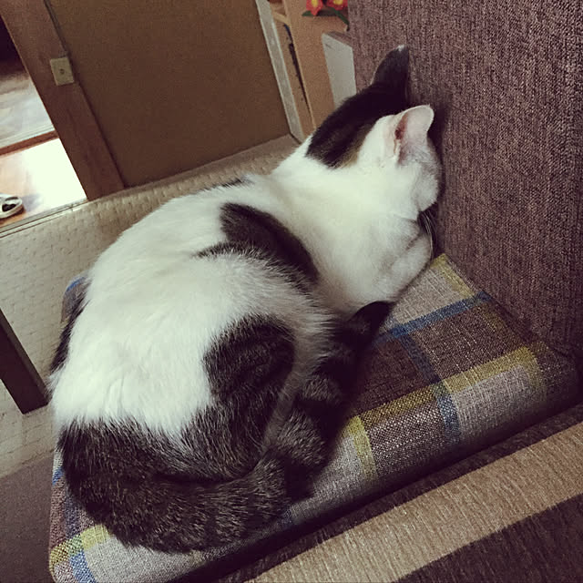 yocchiさんの実例写真