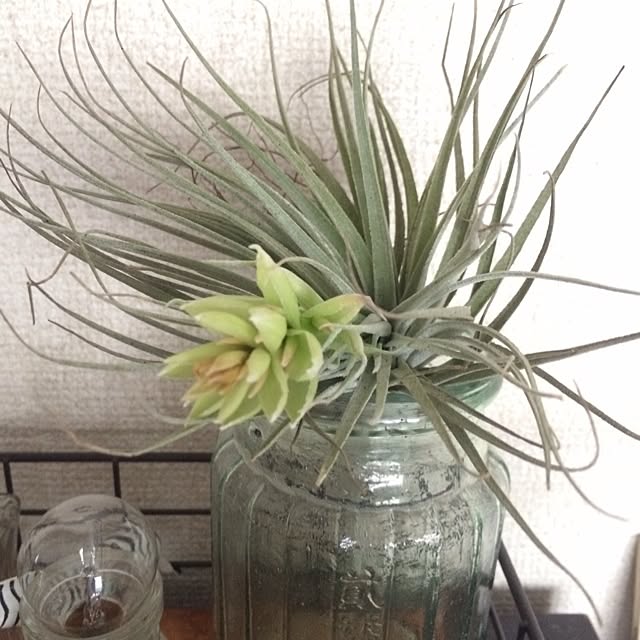 棚/植物のインテリア実例 - 2014-05-09 11:46:02