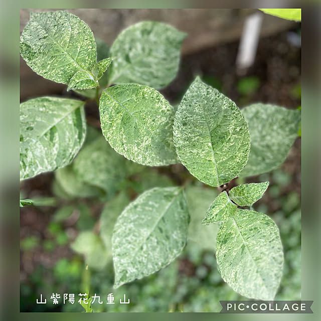 buchiさんの実例写真