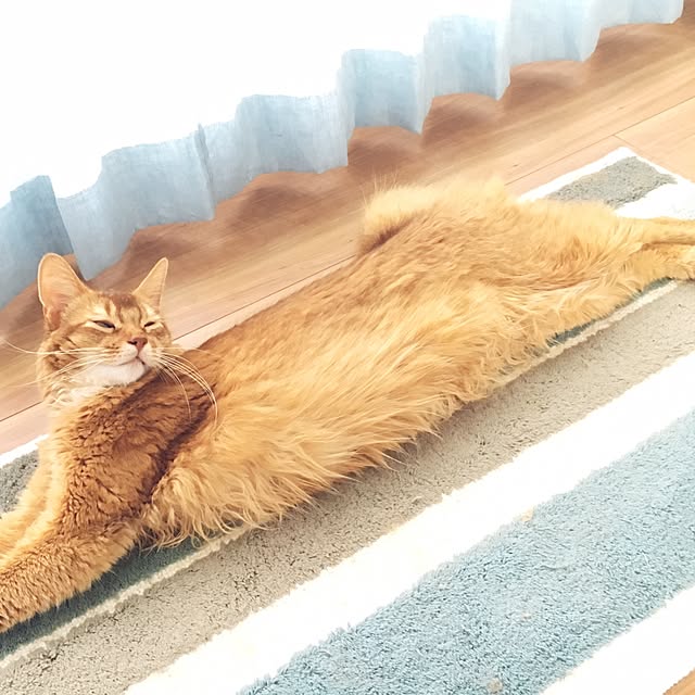 sakineko528さんの実例写真