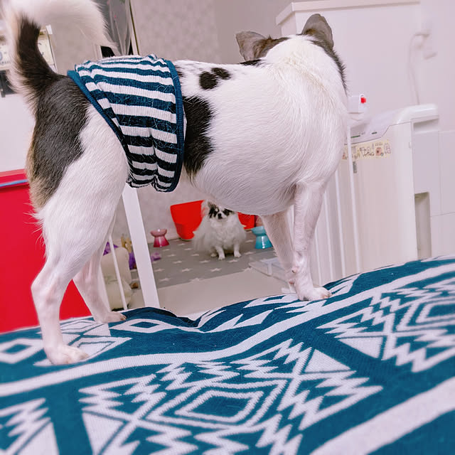 bjhorusさんの実例写真