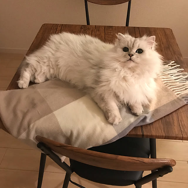 chiruさんの実例写真