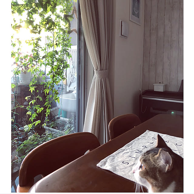 nekomiさんの実例写真