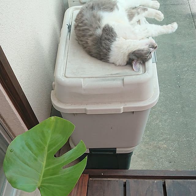 berariさんの実例写真