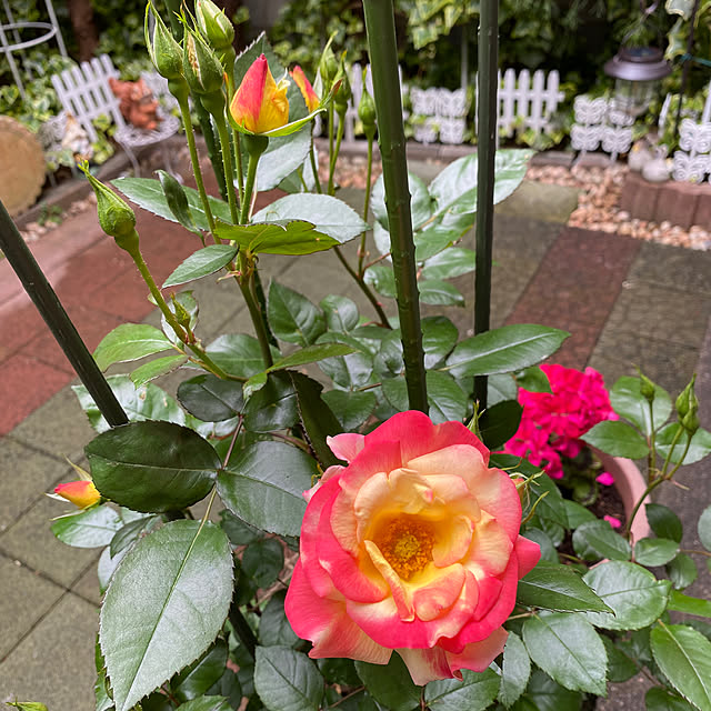 RoseLife5818さんの実例写真