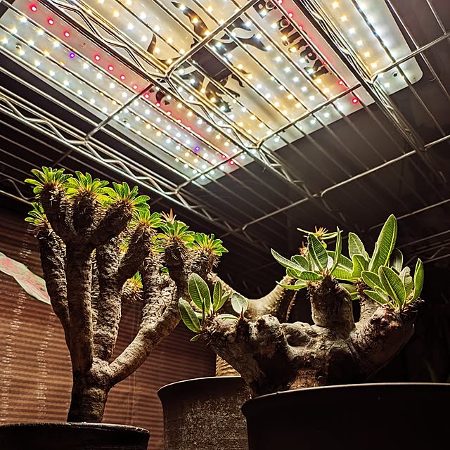ot-gardenさんの実例写真