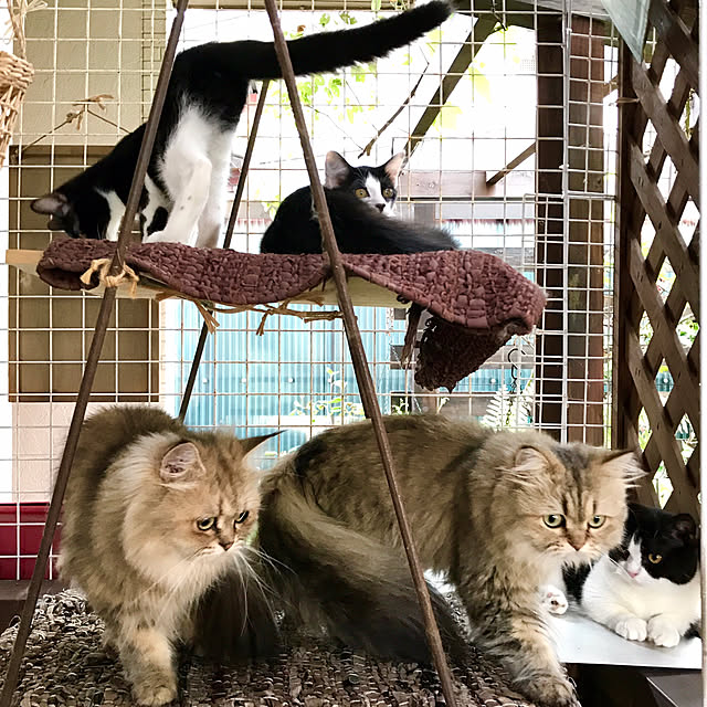 butachanさんの実例写真