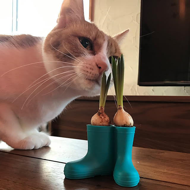 sakurasakuさんの実例写真