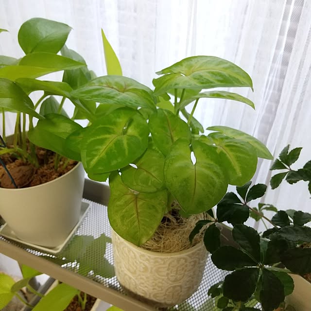 meiさんの部屋