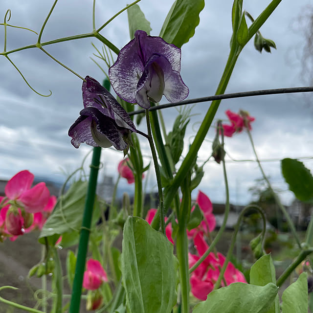 natsumiさんの実例写真