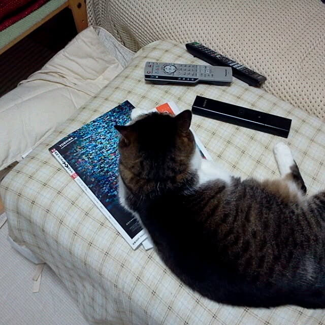 実例写真