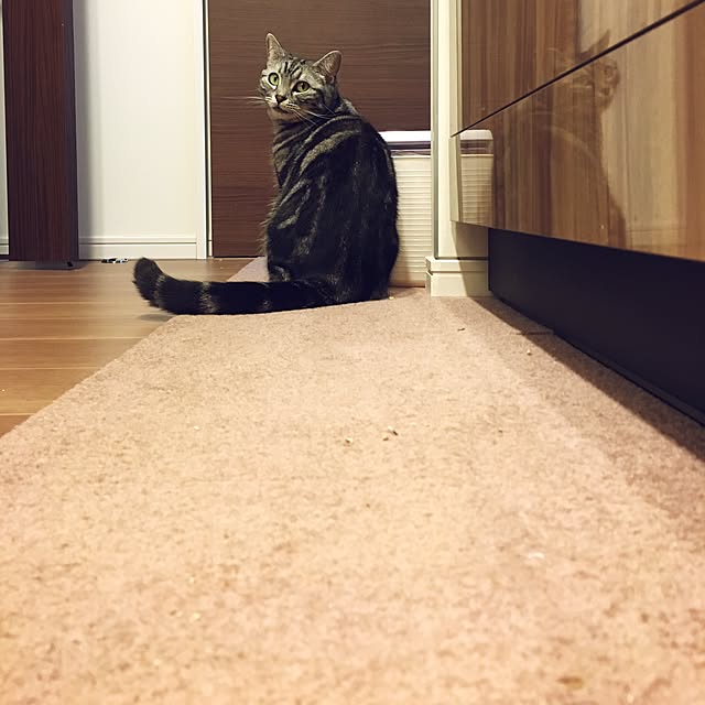 mikomaruさんの実例写真