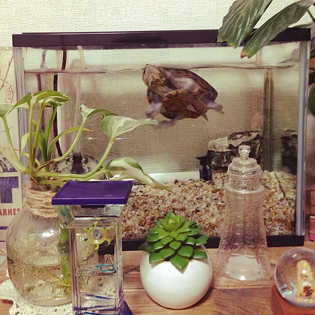 Akaneさんの実例写真