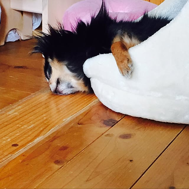 Chipさんの実例写真