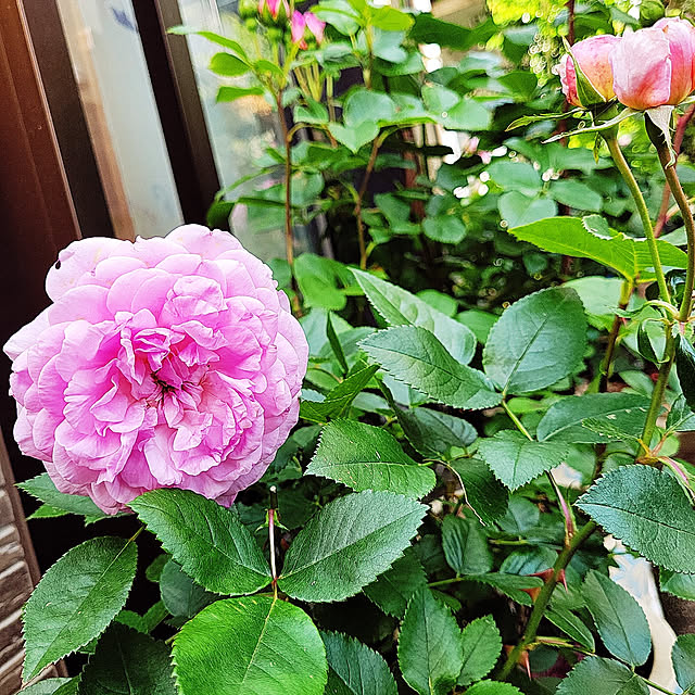 mimi828さんの実例写真