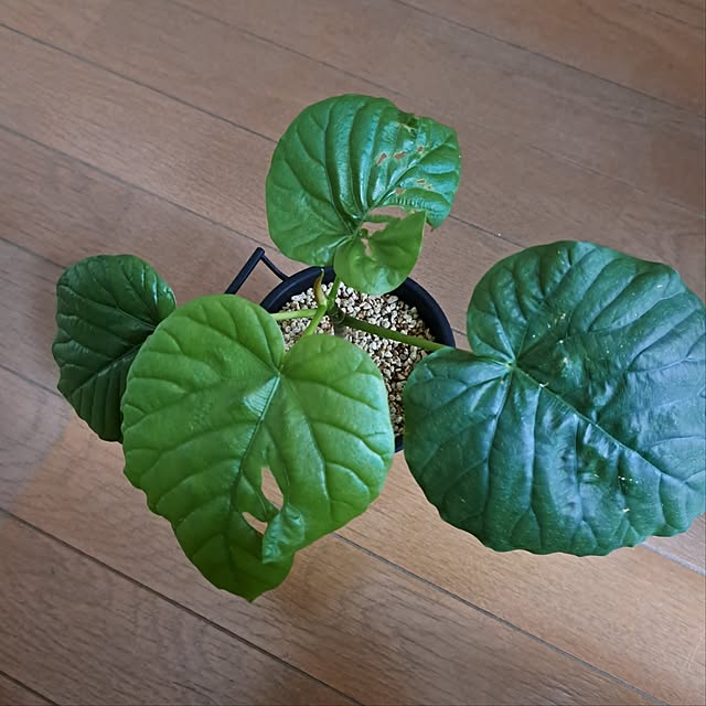 noaさんの部屋