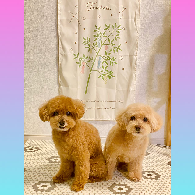 tpmamaさんの実例写真