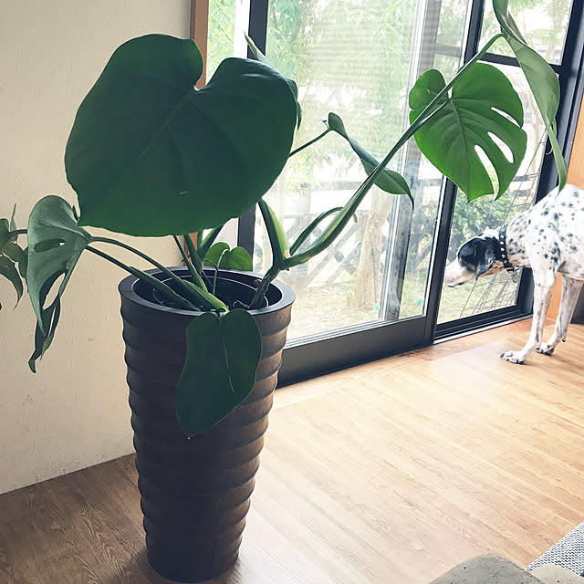 mm319さんの実例写真