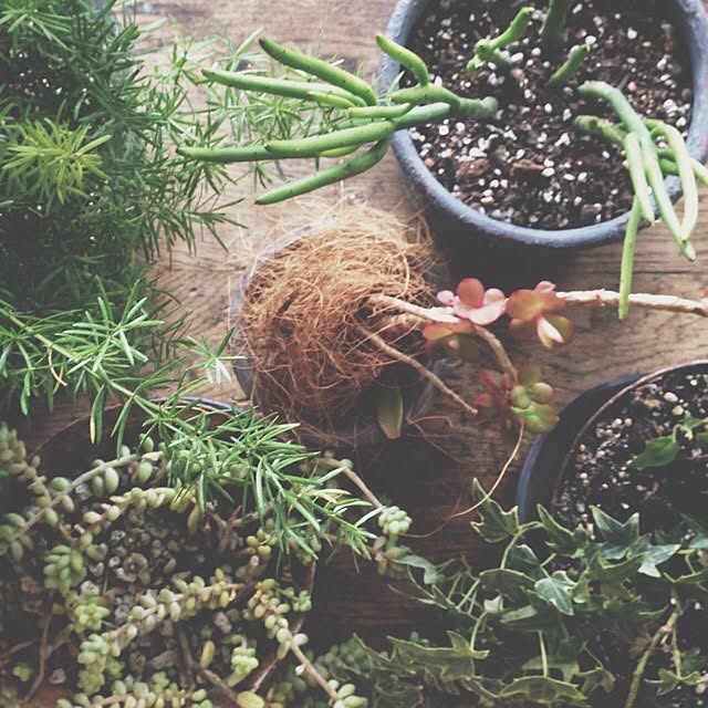 机/グリーン/観葉植物/多肉植物のインテリア実例 - 2014-03-07 08:52:49