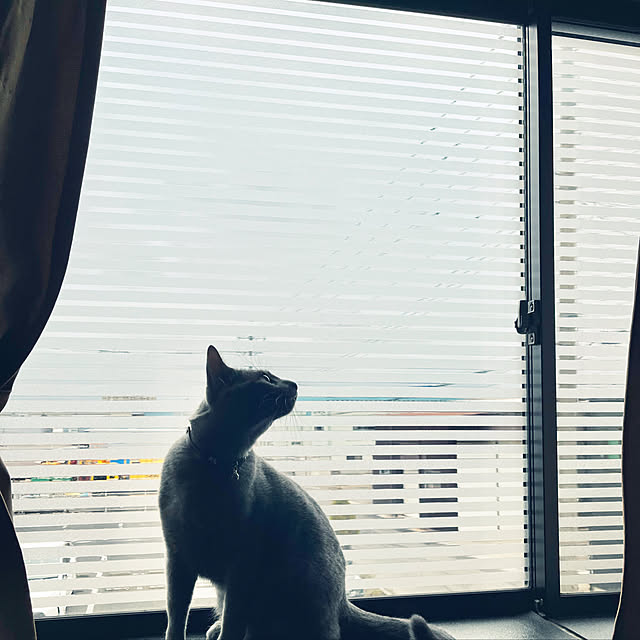kyonさんの実例写真