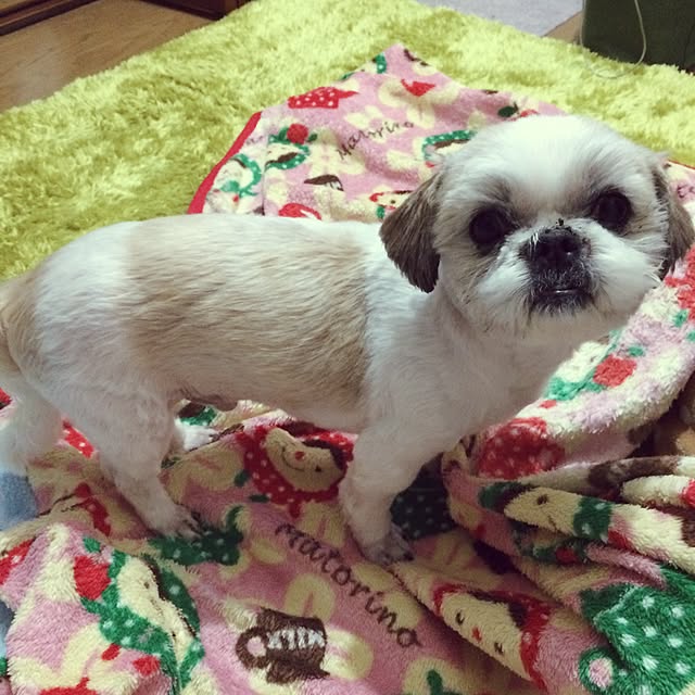 lenkaさんの実例写真