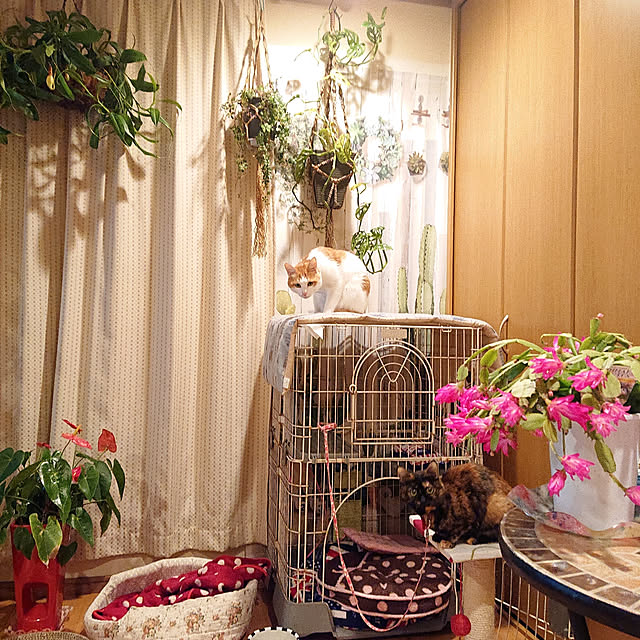 mcomcoさんの実例写真
