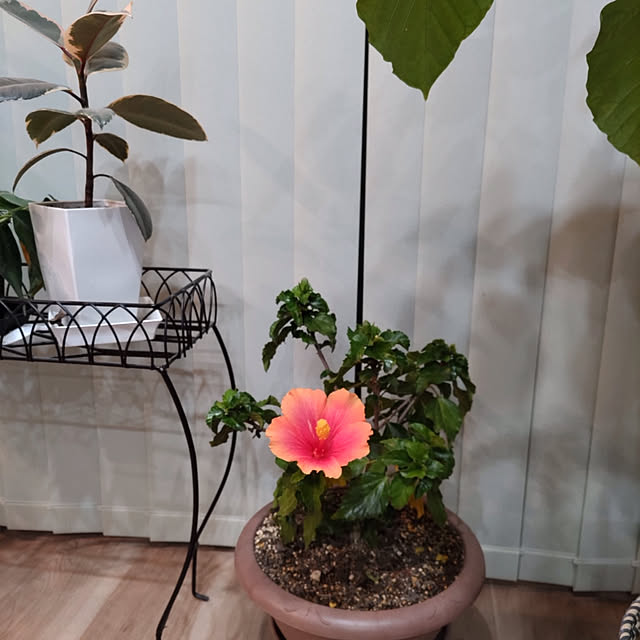 houenさんの部屋