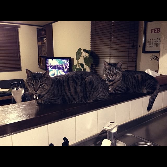 jnkaiさんの実例写真