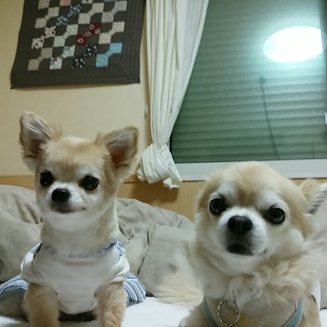sasukeさんの実例写真