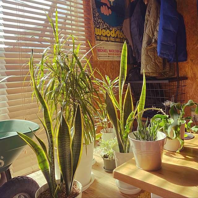 模様替え中/観葉植物/部屋全体のインテリア実例 - 2022-03-17 09:35:16
