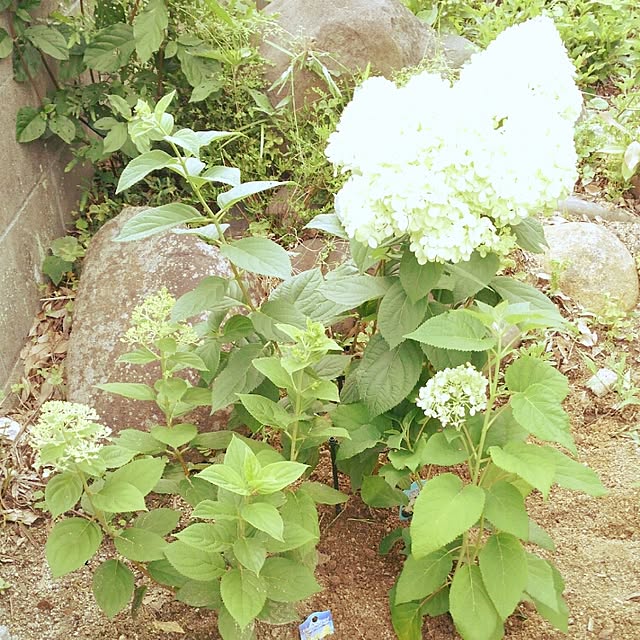 naturalさんの実例写真