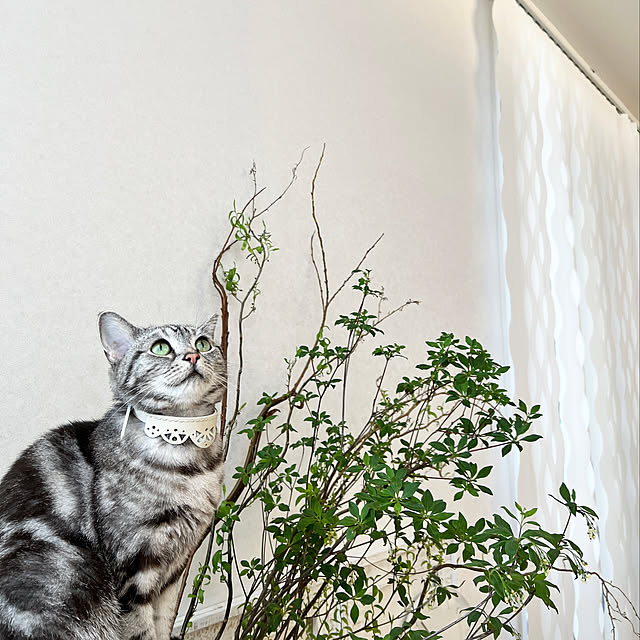furitamaさんの実例写真