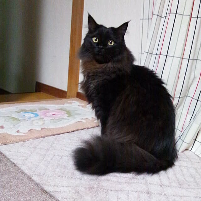 coroさんの実例写真