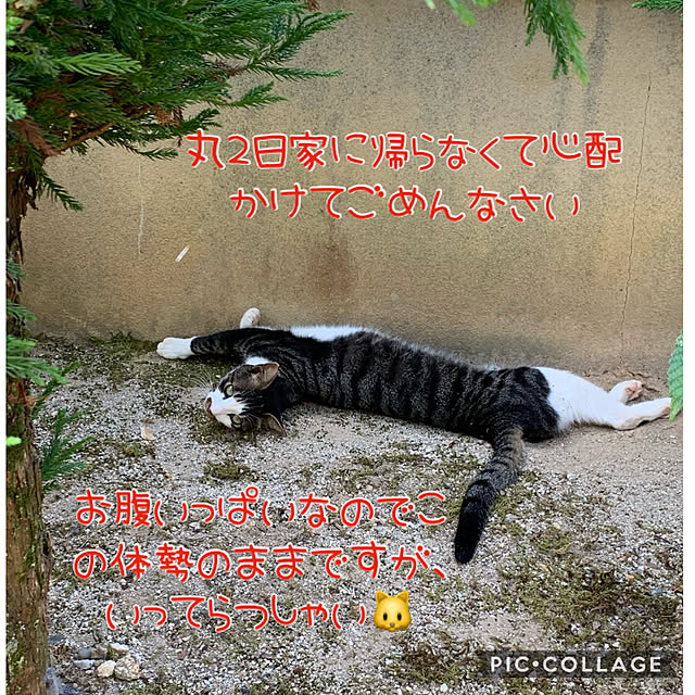 Azukiさんの実例写真