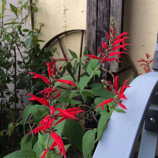 amiさんの実例写真