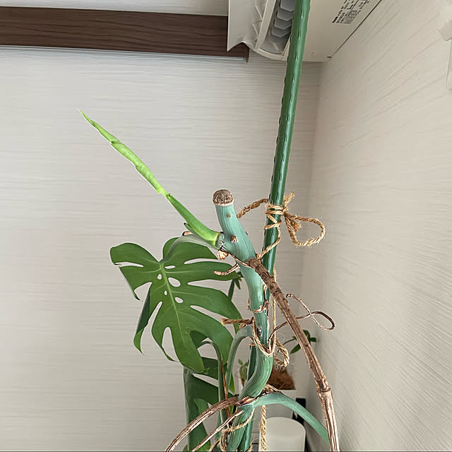 sayさんの実例写真