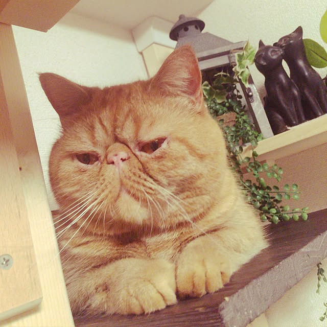 sweetchocochanさんの実例写真